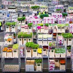 Celstraf voor Royal FloraHolland-werknemer die 4,3 miljoen verduisterde