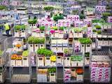 Bloemen- en plantenexport bloeit weer een beetje op na dramatische maanden
