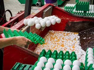 'Pluimveesector krijgt een financiële klap door besmette eieren'