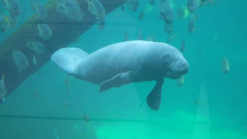 Caribische zeekoe geboren in Burgers' Zoo
