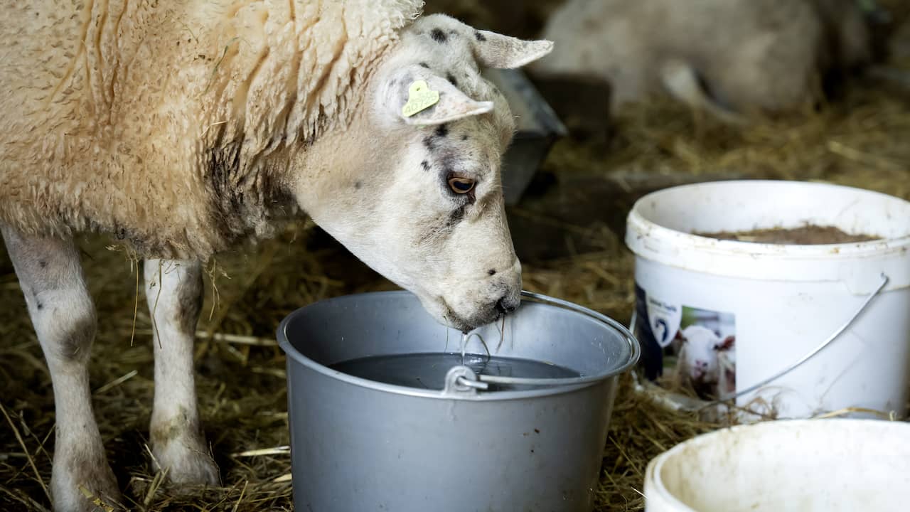 Il numero di allevamenti sospettati di avere la febbre catarrale degli ovini è raddoppiato arrivando a 2.250 in ottobre  Locale