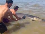 Spitssnuitdolfijnen voor Zandvoortse kust 'gelukkig' nog niet weer gezien