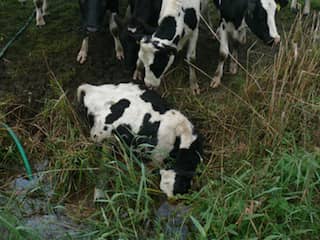 Brabantse veehouder op vingers getikt voor verwaarlozing dieren