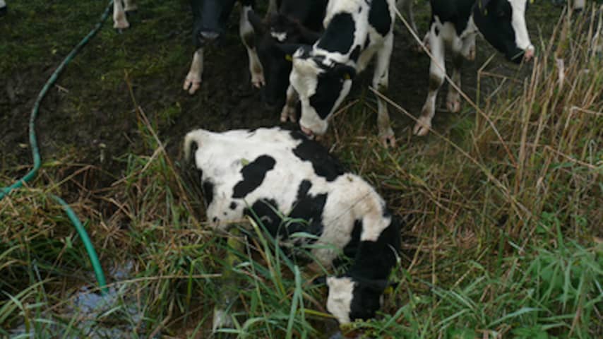 Brabantse Veehouder Op Vingers Getikt Voor Verwaarlozing Dieren ...