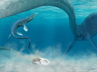 Fossiel dat lijkt op 'leeggelopen voetbal' blijkt oudste ei op Antarctica