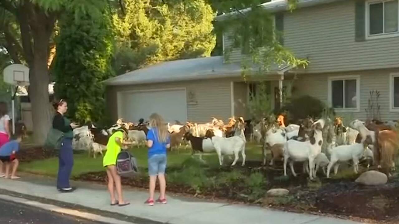 geiten in tuin amerikaans gezin wordt wakker met tuin vol geiten nu geiten in tuin amerikaans gezin wordt wakker met tuin vol geiten nu