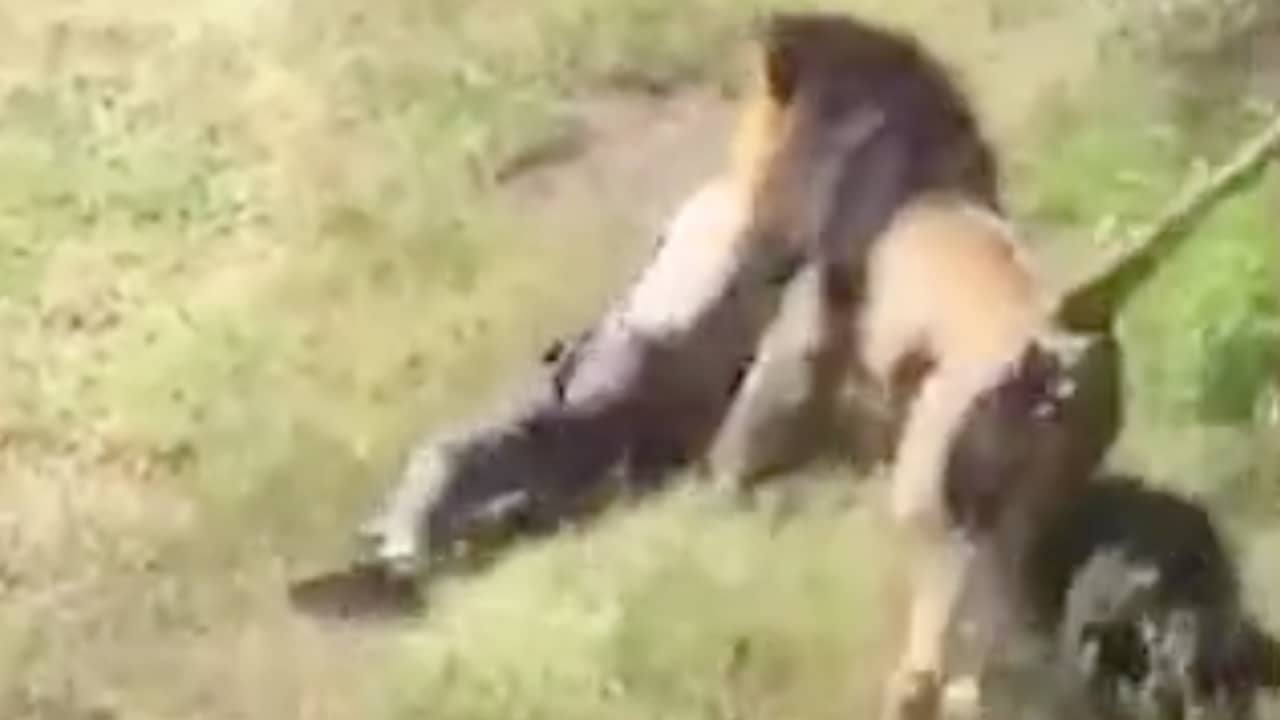 Beeld uit video: Britse parkeigenaar meegesleurd door leeuw in Zuid-Afrika