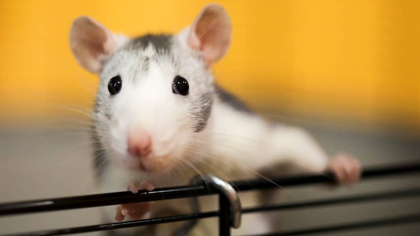 Ratten lijken net als mensen verbeeldingskracht te hebben