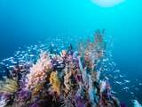 Klimaatwaarschuwing: zuurstofloze zones oceanen in 50 jaar verviervoudigd