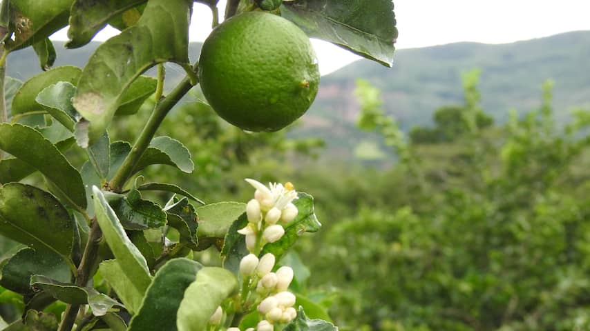 Colombiaanse limoenen