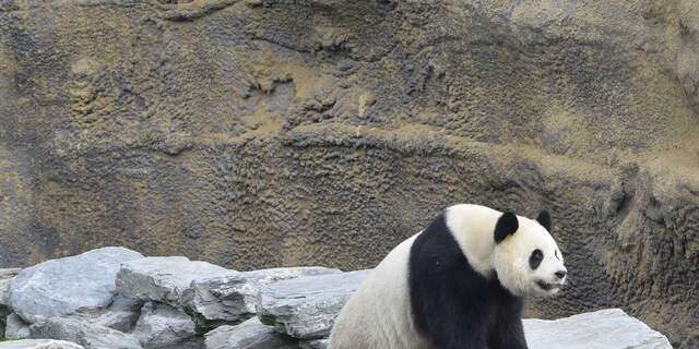 Panda Hao Hao in België