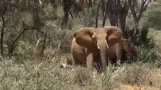 Zo klinken de namen die olifanten elkaar geven en zo reageren ze erop