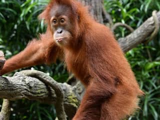 Aantal orang-oetans op Sumatra hoger dan gedacht