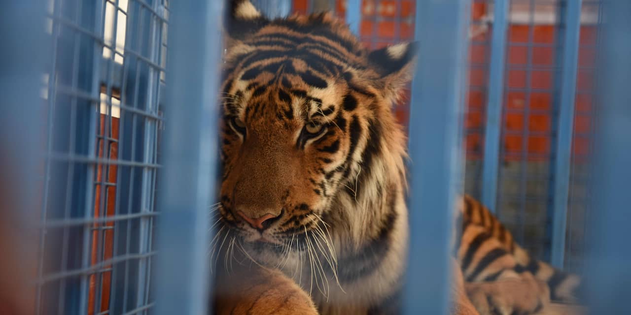 Tijgers uit verwoeste dierentuin Aleppo naar opvang in Friesland