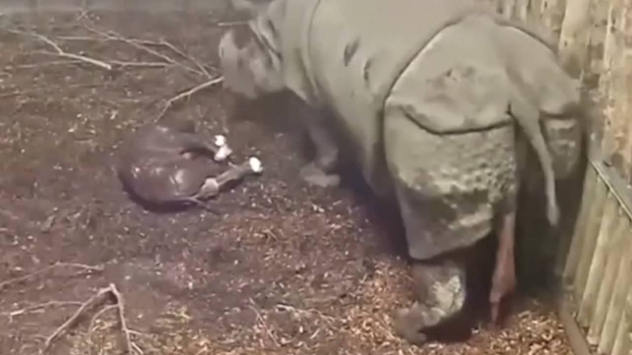Beeld uit video: Camera legt geboorte neushoorn in Britse dierentuin vast