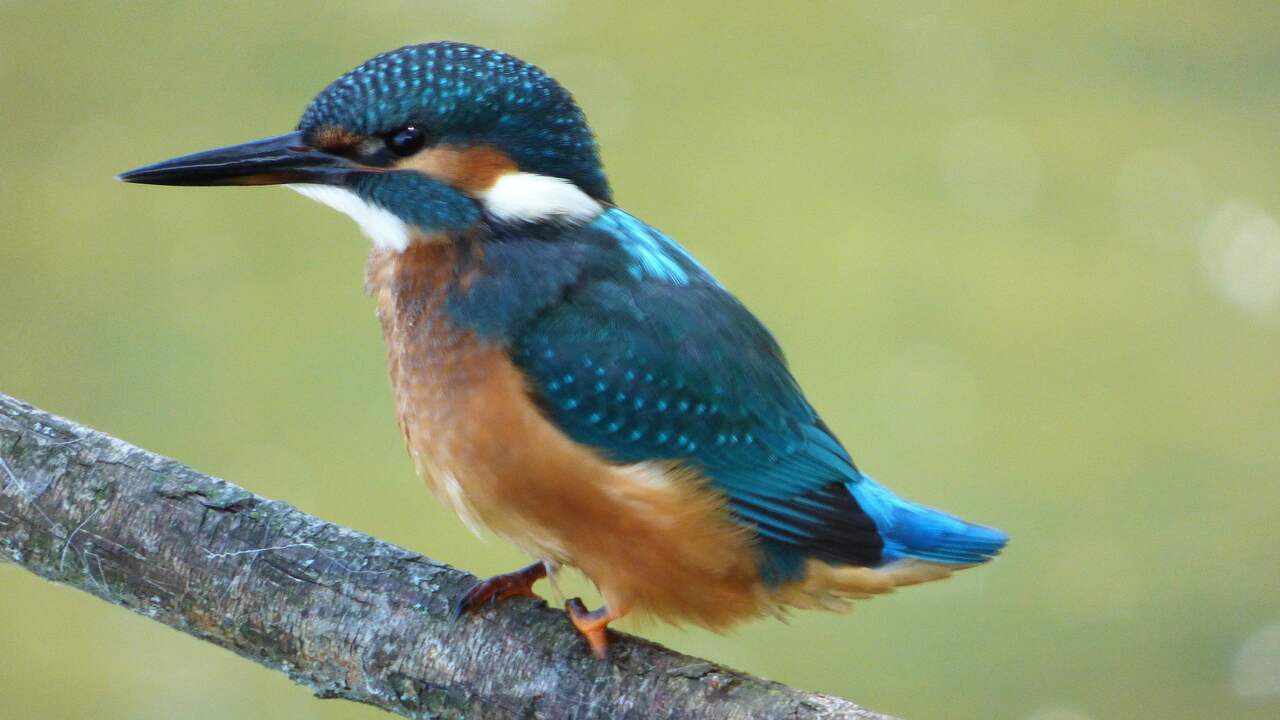Ingevroren ijsvogel uit Oostzaan krijgt plaats in Natuurhistorisch Museum