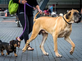 World Dog Show van start in Amsterdam RAI