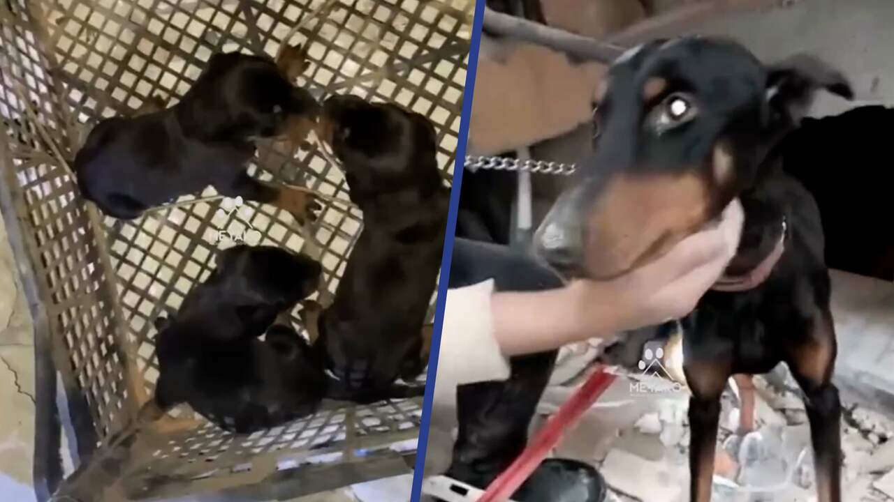 Beeld uit video: Hond en pasgeboren pups levend onder puin vandaan gehaald in Turkije