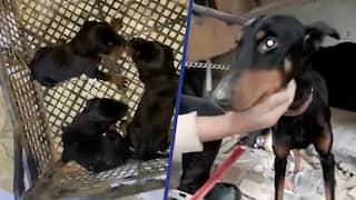 Hond en pasgeboren pups levend onder puin vandaan gehaald in Turkije