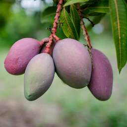 Italië verbouwt steeds meer mango's en bananen vanwege hetere zomers