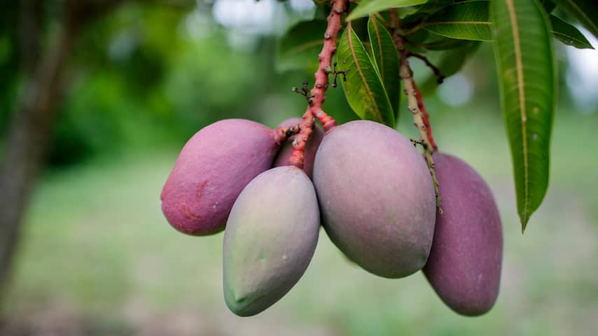 Italië verbouwt steeds meer mango's en bananen vanwege hetere zomers