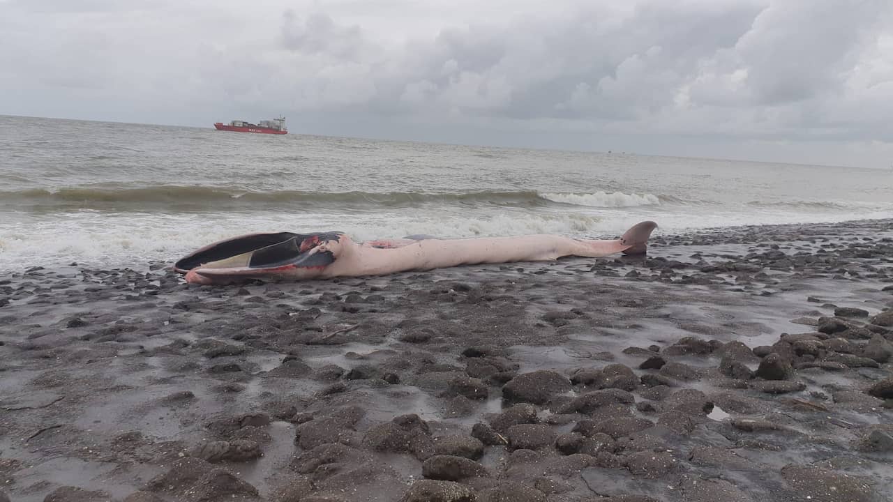 Fin whale cadaver ‘disappeared’ near Belgium on the coast of Zeeland |  NOW