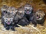 Cheeta-zesling Burgers' Zoo spoedig naar buiten