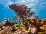 Oceanen warmen sneller op dan eerder gedacht