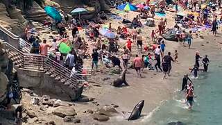 Zeeleeuwen verjagen strandgangers in San Diego