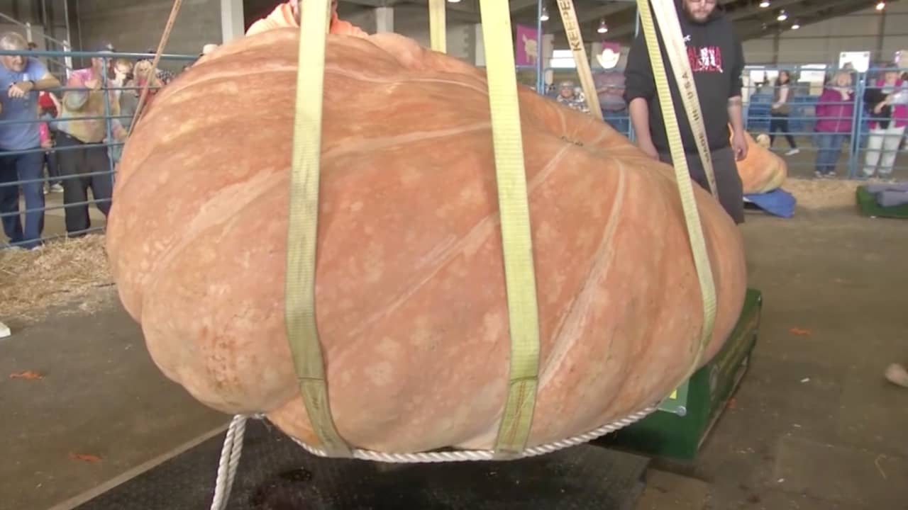 Beeld uit video: Amerikaanse pompoen weegt ruim 660 kilo