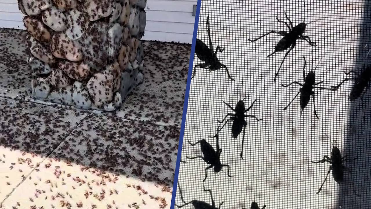 Beeld uit video: Miljoenen krekels overspoelen Amerikaanse plaats in Nevada