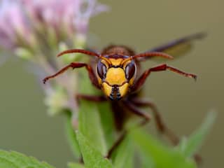 Vijf vragen over de hoornaar: Je hoeft je geen zorgen te maken, maar let wel op