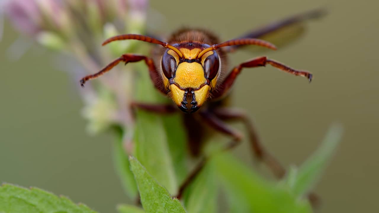 Cinque domande sulla vespa: non preoccuparti, ma fai attenzione |  interno