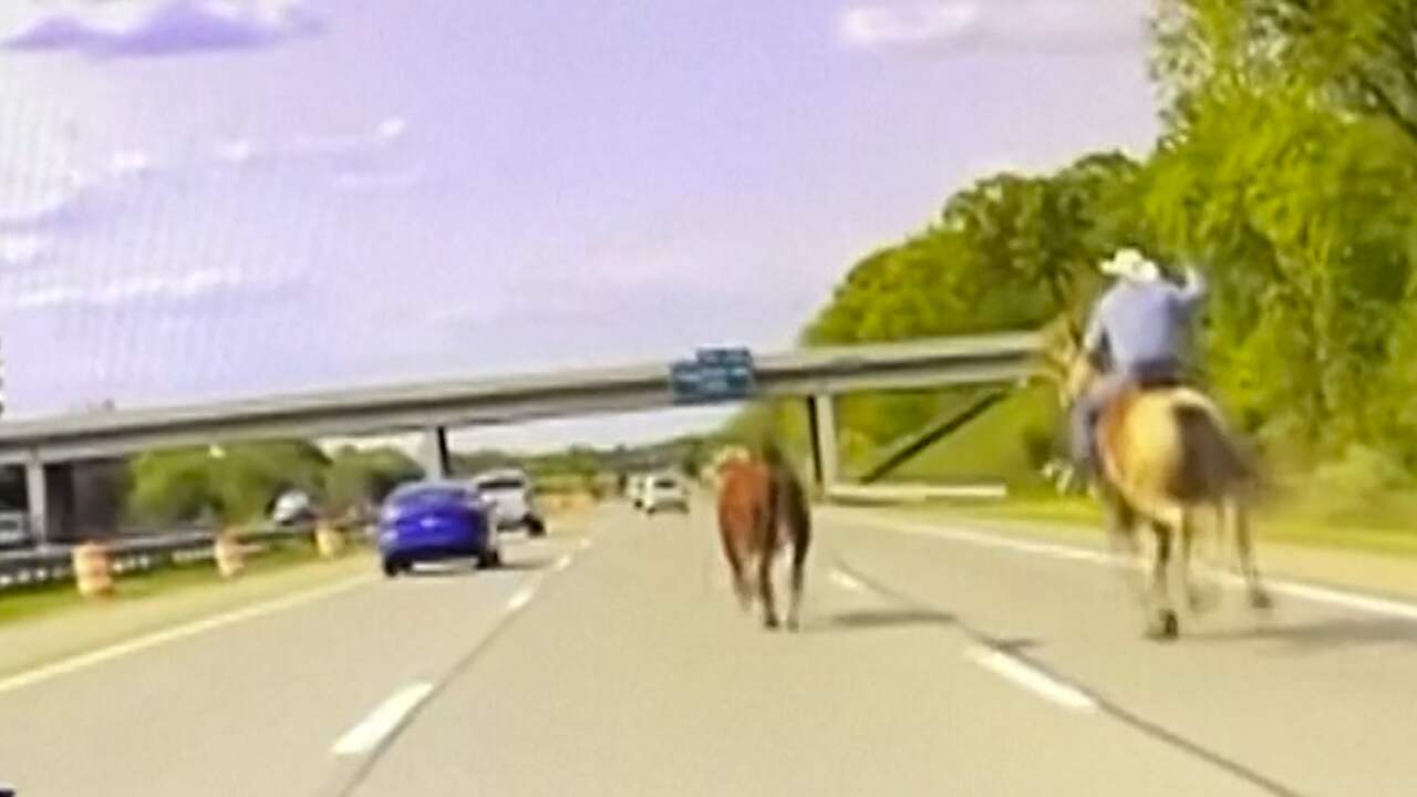 Beeld uit video: Cowboy te paard vangt ontsnapte stier met lasso op snelweg in VS