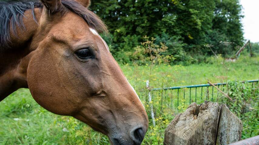 paard paarden
