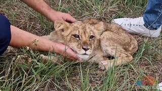 Agent kalmeert leeuwenwelp die in Servië op straat is gevonden