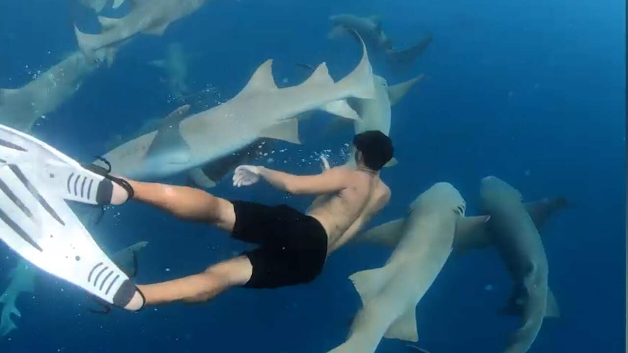 Beeld uit video: Snorkelaar omgeven door haaien bij Malediven
