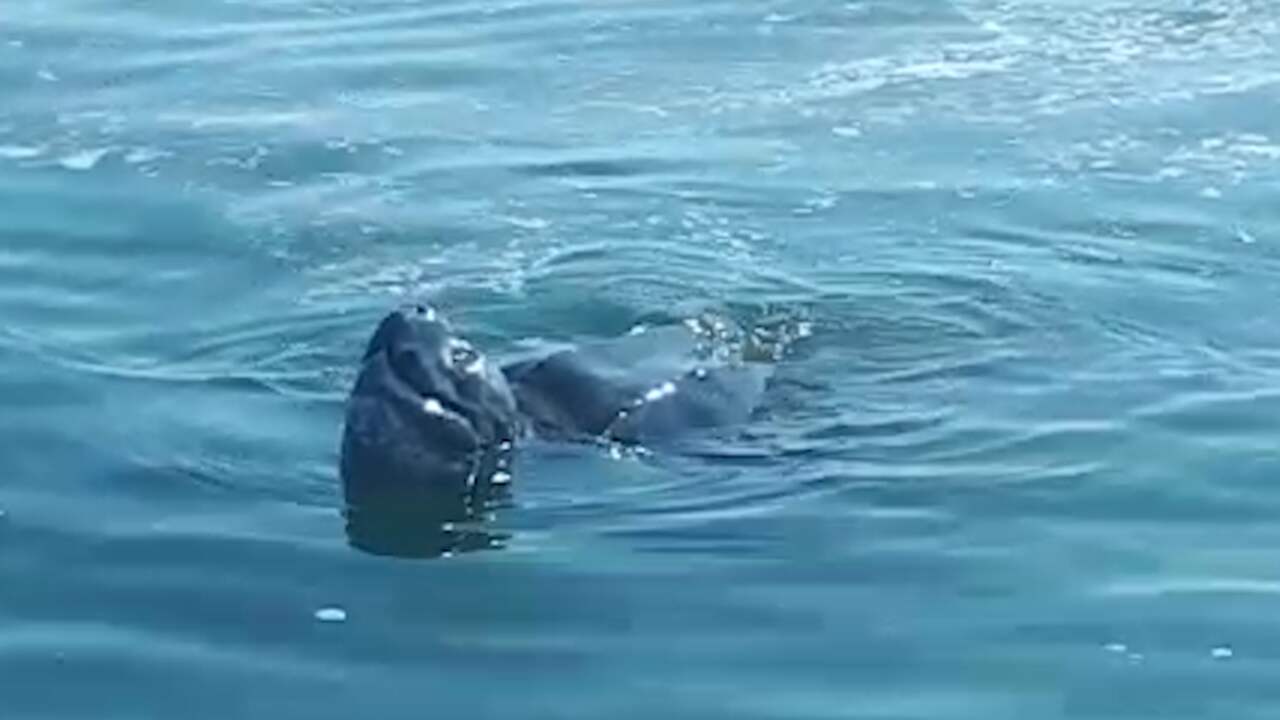 Beeld uit video: Zeldzame schildpad zwemt voor de kust van Wilhelminadorp