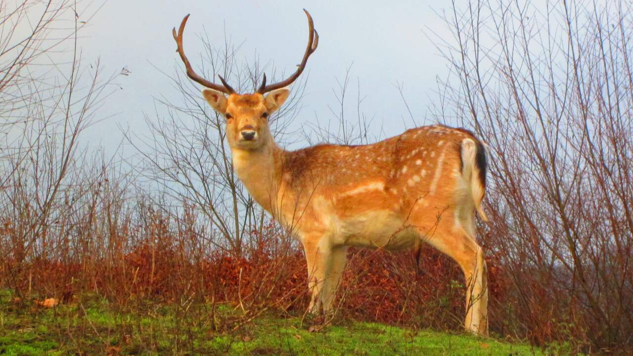 Vliegtuig maakt noodlanding na botsing met hert NU Het laatste nieuws het eerst op NU.nl Vliegtuig maakt noodlanding na botsing met hert NU Het laatste nieuws het eerst op NU.nl