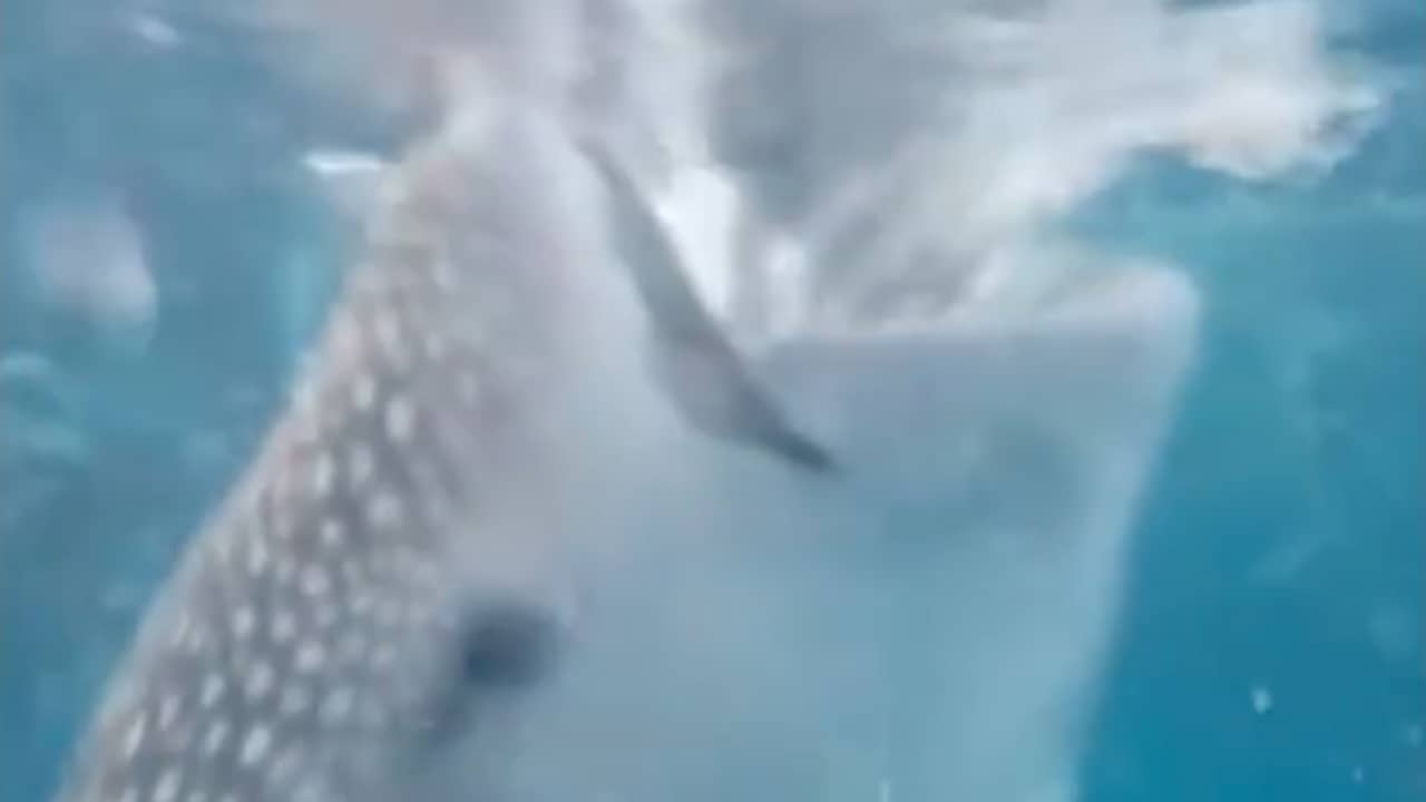 Beeld uit video: Walvishaai zuigt Noorse toerist bijna naar binnen