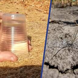 Video | Waarom één regenbuitje nog geen oplossing is voor de droge grond