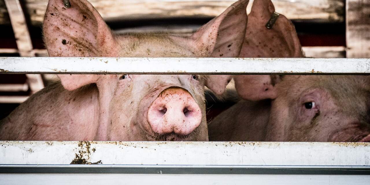 4.600 varkens komen om bij stalbrand in Nederweert