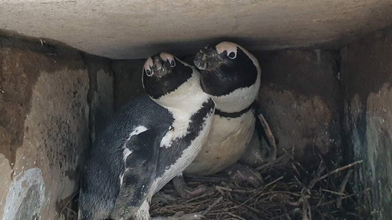 Beeld uit video: Burgers' Zoo haalt pinguïns naar binnen vanwege de kou