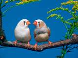 Zangvogels doen stemoefeningen om niet vals te zingen (en om partner te scoren)