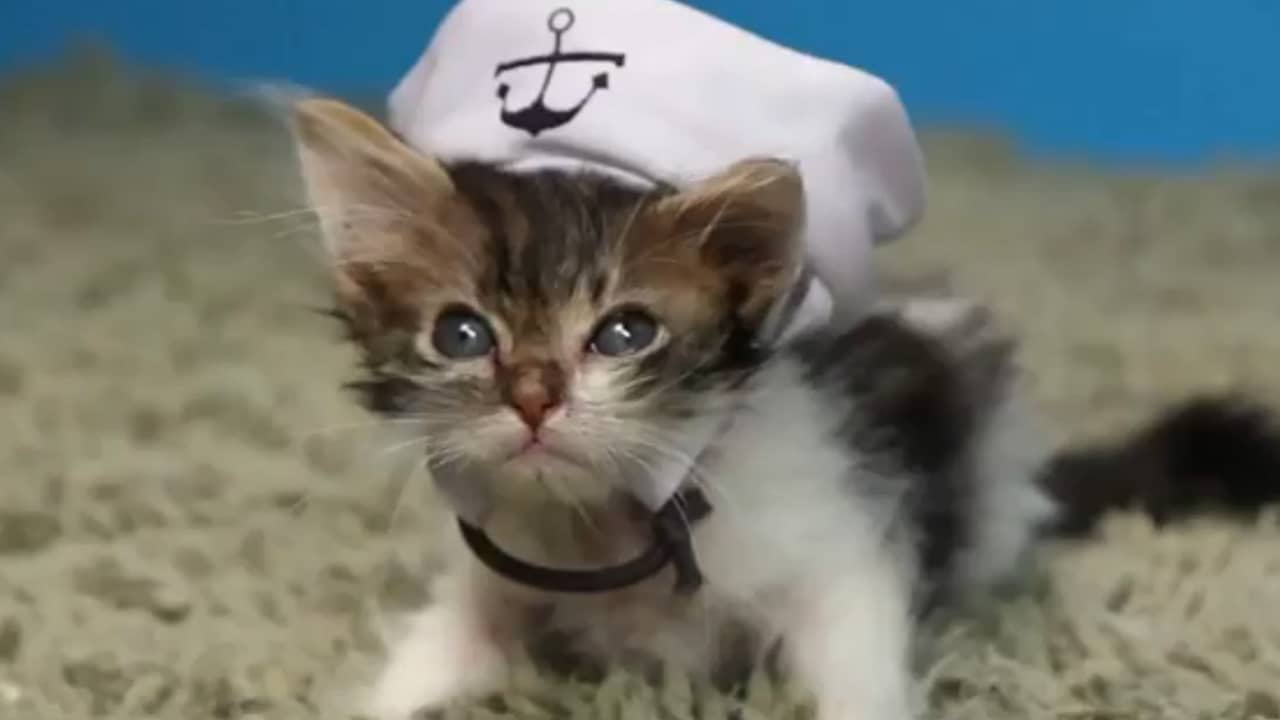 Kittens dragen hoedjes