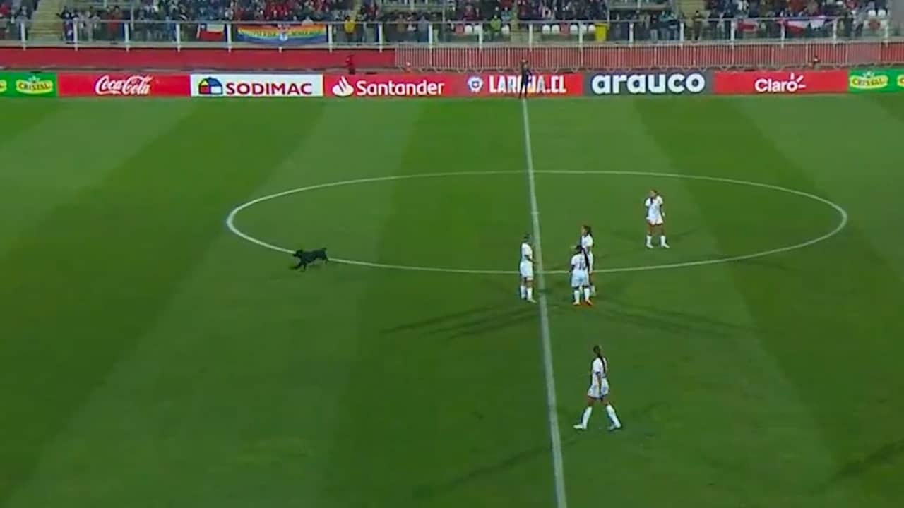 Beeld uit video: Hond rent op veld tijdens wedstrijd Venezuela-Chili