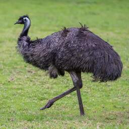 Dagenlang dwalende emoe eindelijk gevangen, van baasje ontbreekt nog elk spoor