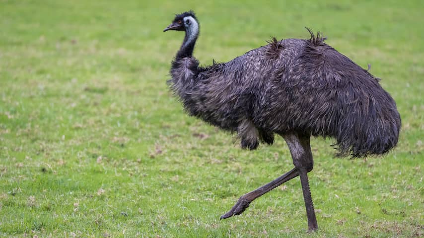 Vogelkenner weet al dagen ontsnapte emoe wél te vangen: 'Je moet weten hoe'