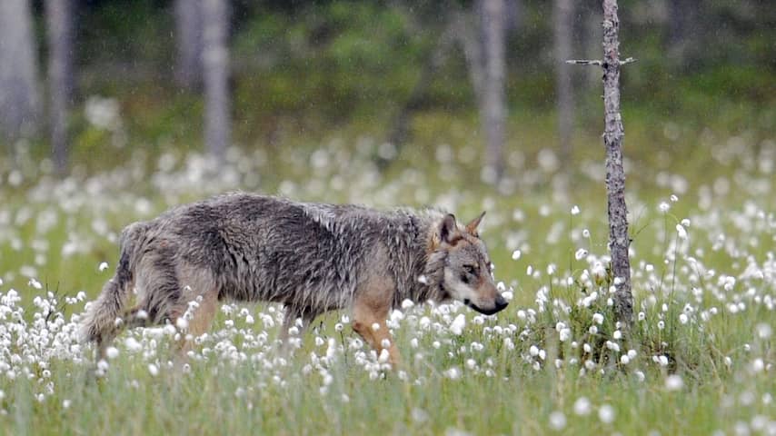 Wolf in het veld