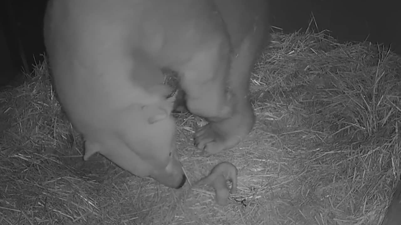 Beeld uit video: Webcam toont bevalling ijsbeer in Dierenrijk Nuenen